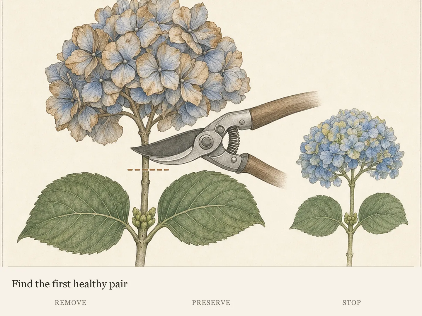Faded bigleaf hydrangea flower stalk with the conservative cut marked immediately above the first healthy opposite leaf pair